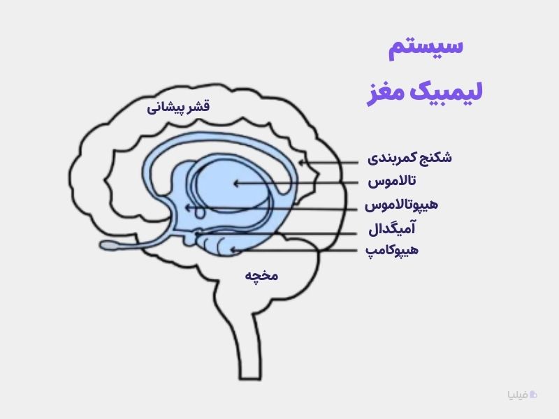 سیستم لیمبیک مغز در بازاریابی حسی تحت تاثیر قرار می‌گیرد